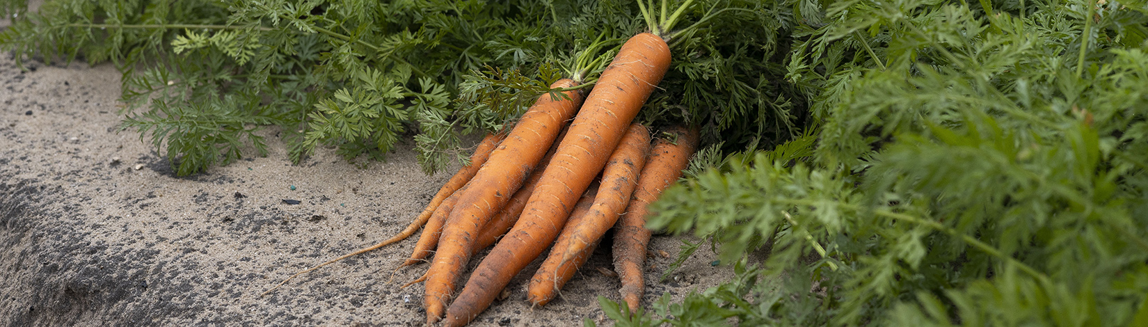 a picture of carrots