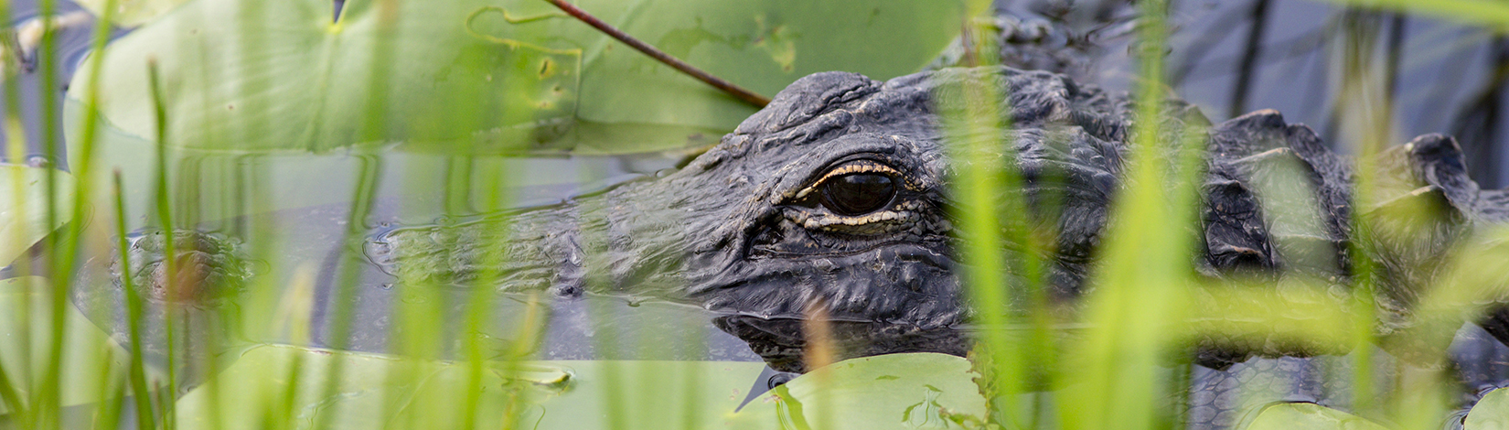 a gator in the grassy water